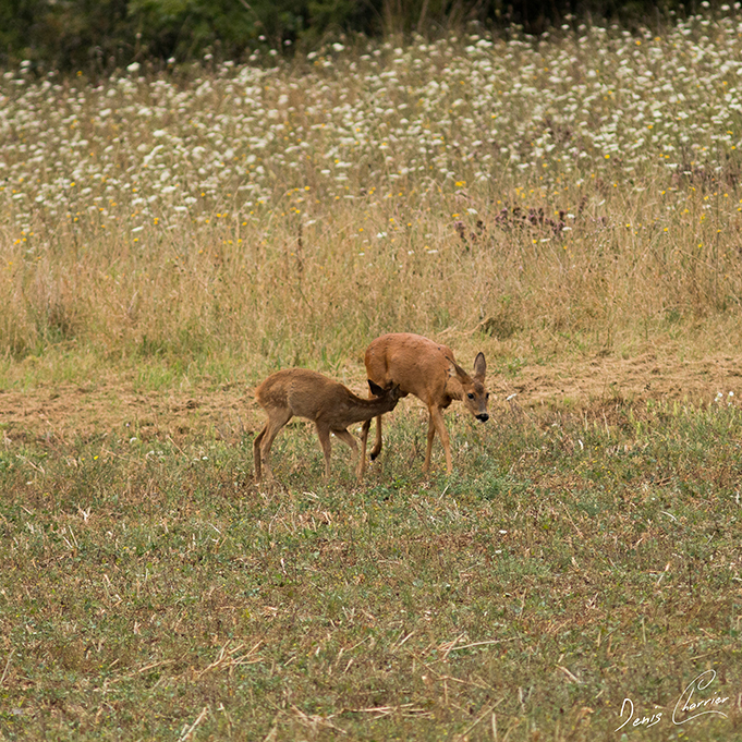 Chevrette et son faon entrain de téter